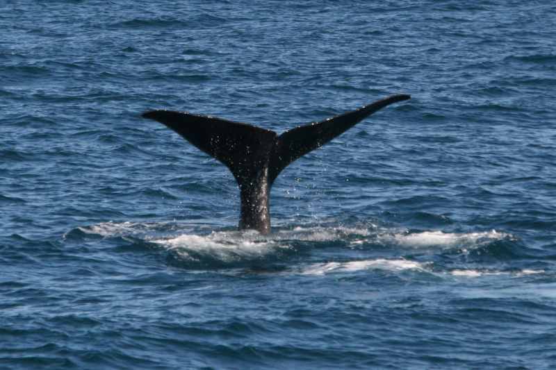 Nieuw-Zeeland 2011 - 1213